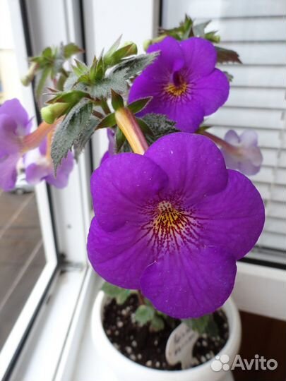 Ризомы ахименесов