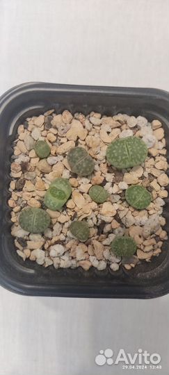 Литопсы Живые камни