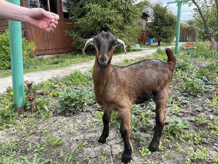 Козлики и козочка