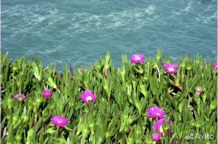 Карпобротус