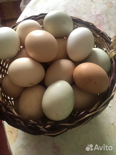 Куры несушки