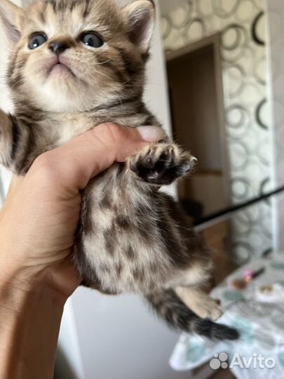 Шотландские котята