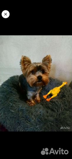 Передержка животных гостиница 