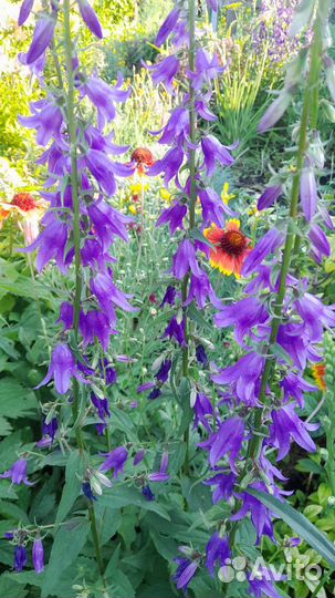 Многолетние цветы