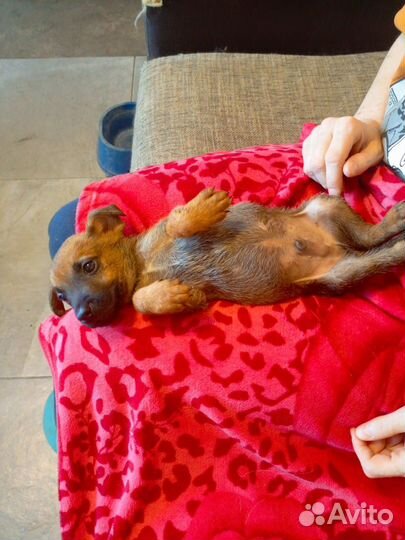 Собака в добрые руки