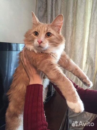 Котик в добрые руки