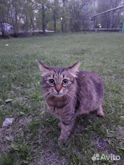 Найдена кошка