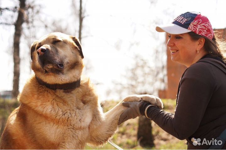 Собака Кохинор из приюта