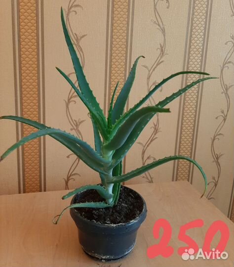 Разные комнатные растения