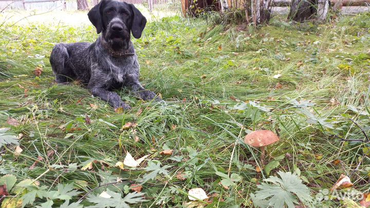 Дратхаар кобель. Вязка