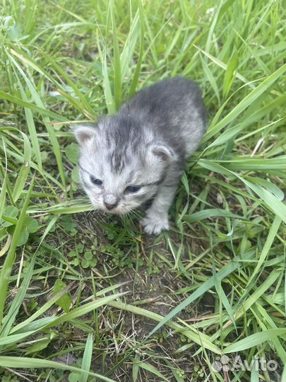 Котята