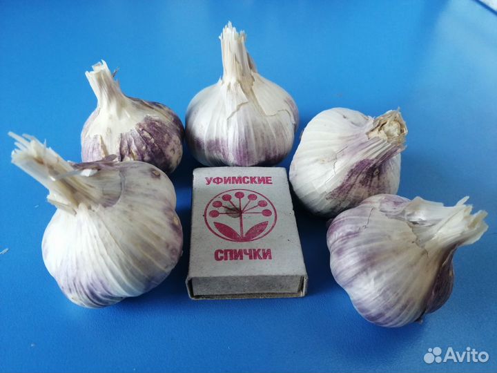 Чеснок на посадку