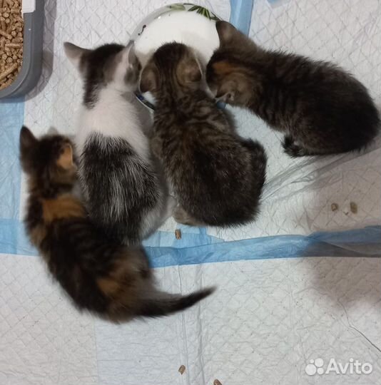 Котята в добрые руки