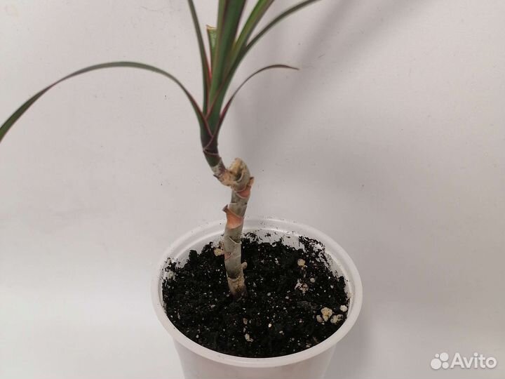 Комнатные цветы драцена