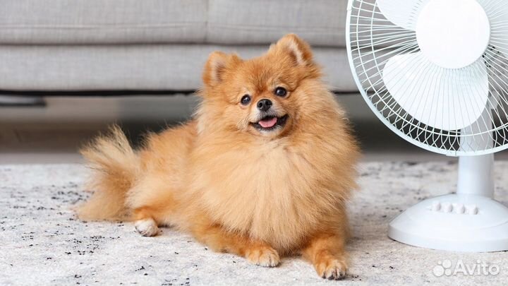 Померанский шпиц