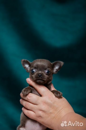 Голубоглазая супер мини девочка чихуа