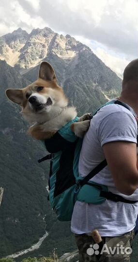 Рюкзак - переноска для собак