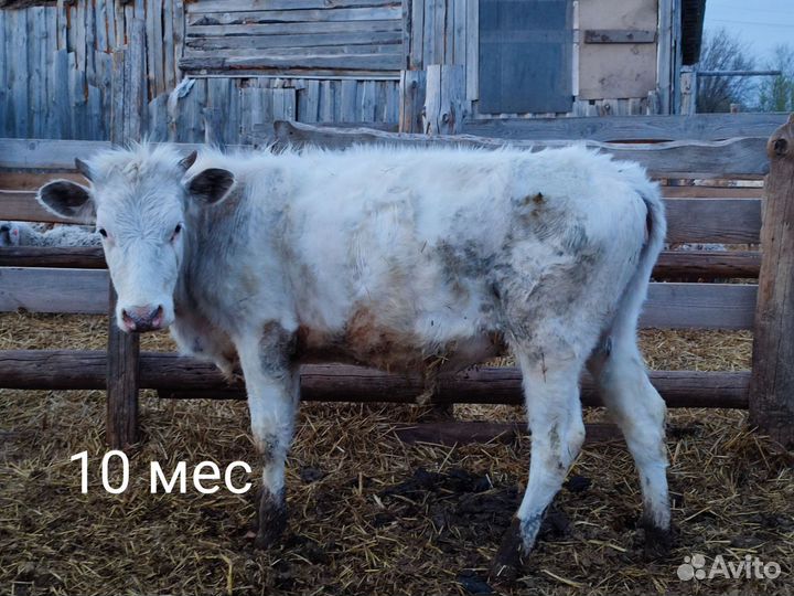 Телята телки