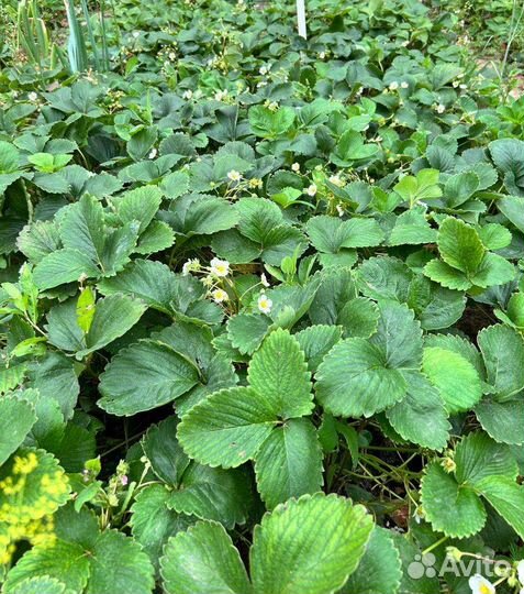 Саженцы ремонтантной клубники