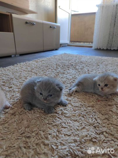 Британские котята