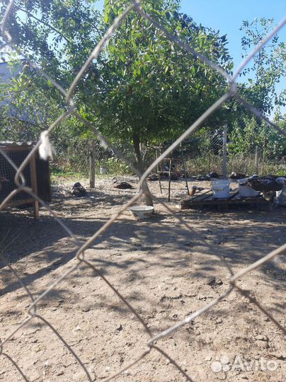 Мускусные утки