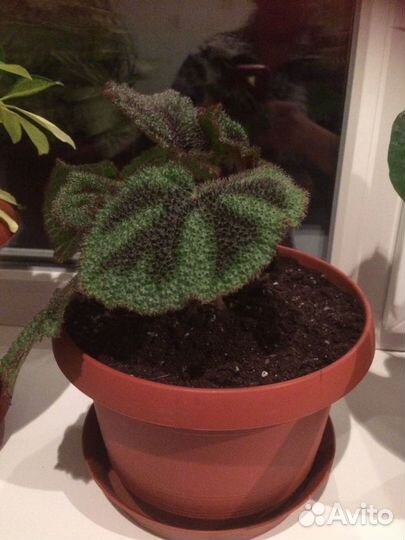 Домашние цветы