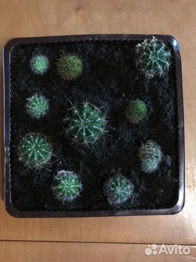 Кактусы