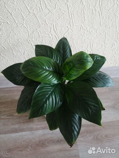 Спатифиллумы много сортов