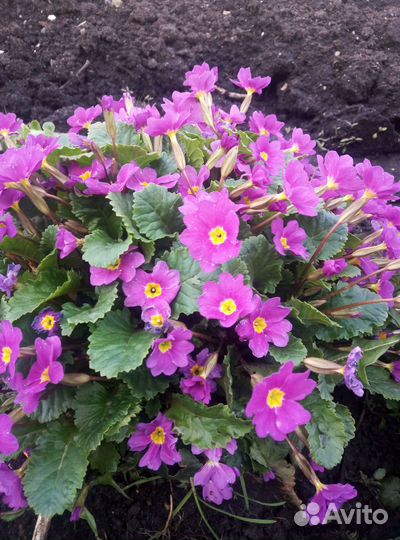 Цветы примула