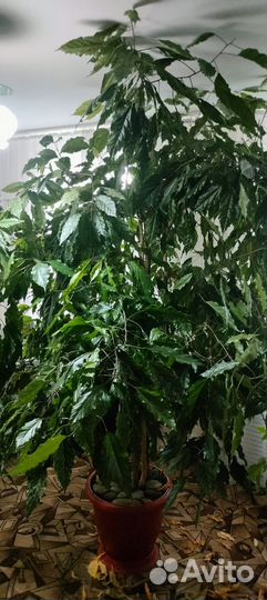 Гибискус китайская роза