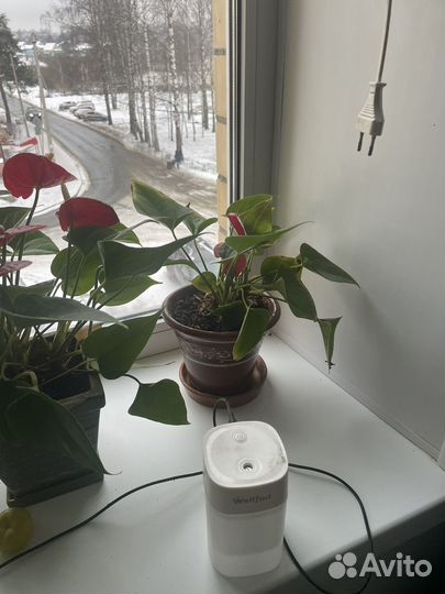 Комнатные цветы