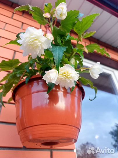 Бегония беллекония