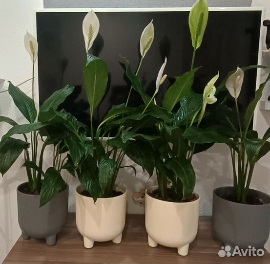 Спатифиллум в ассортименте