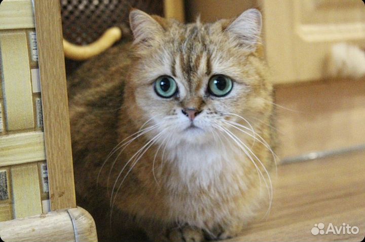 Золотая шиншилла