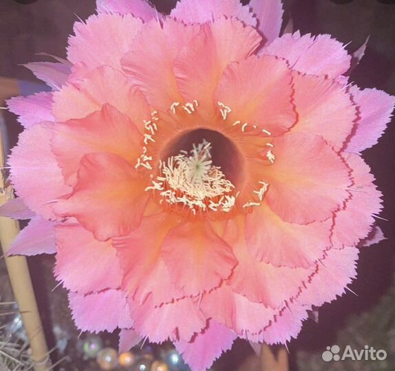 Кактус эхинопсис гибридный Sierra Skyline