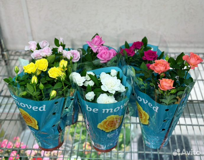 Розы в горшке