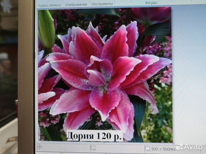 Цветы лилии, луковицы