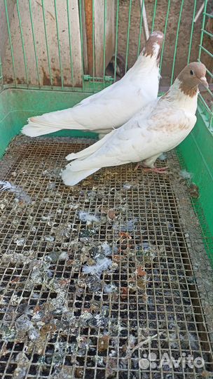 Бойные Бакинские головатые голуби