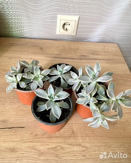 Суккуленты