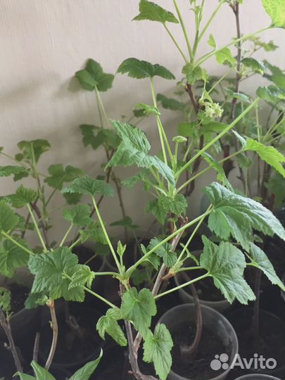 Саженцы черной смородины