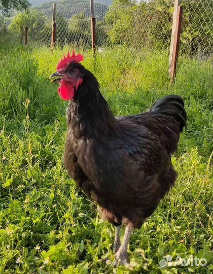 Джерсийский гигант