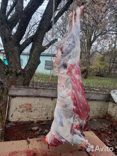 Овцы,бараны на мясо(дорпера)