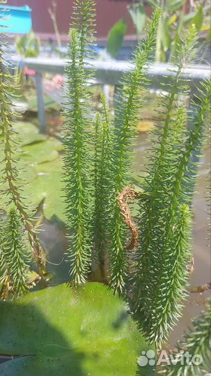 Растения для пруда