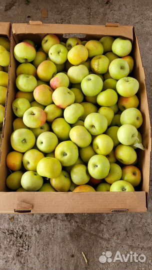 Яблоко социальное