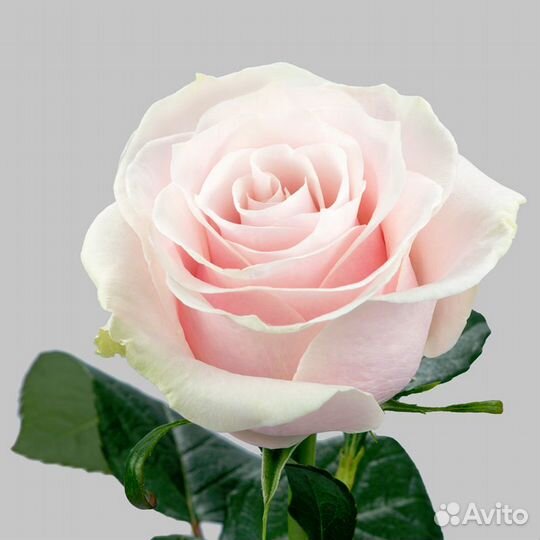 Роза Pink mondial 80 см