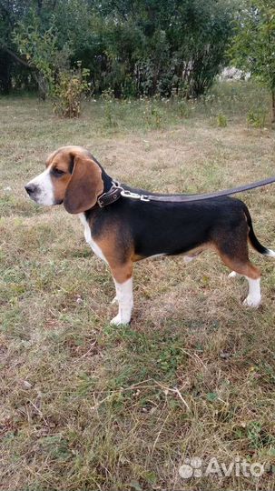 Щенки бигль