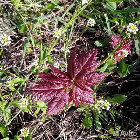 Клен серебристый