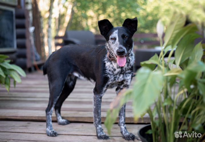 Метис курцхаара Молли