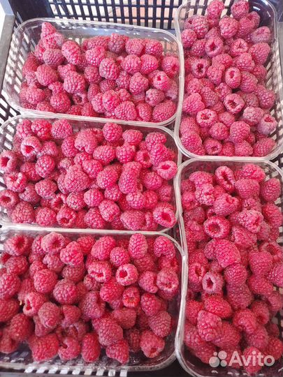 Саженцы малины Хэритейдж