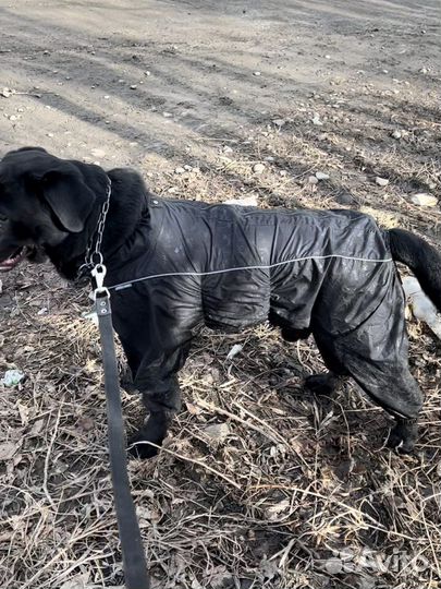 Комбинезон для собаки